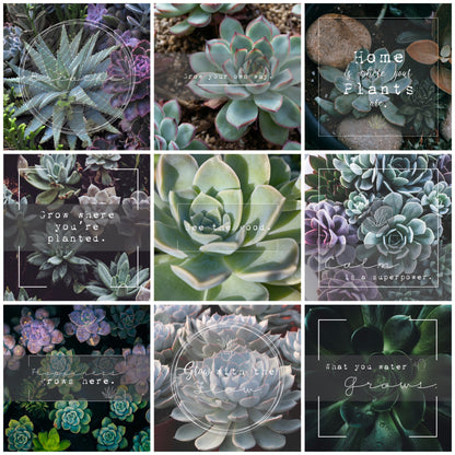 Succulents - The Plant Lover