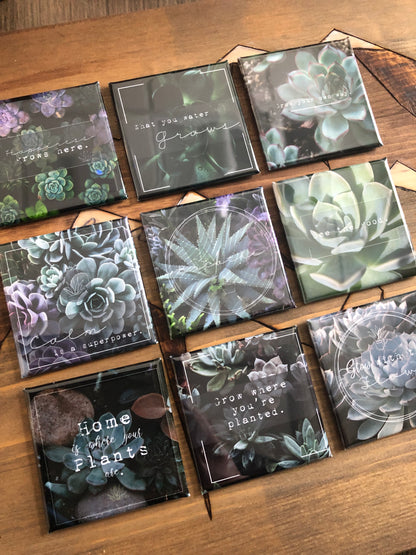 Succulents - The Plant Lover